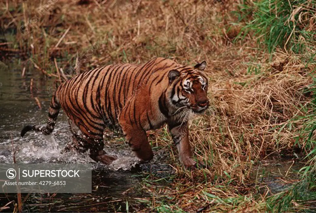 bengal tiger going through water, Panthera tigris tigris