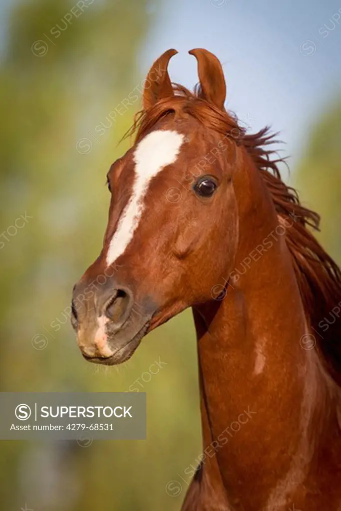 Marwari Horse. Portrait of chestnut stallion