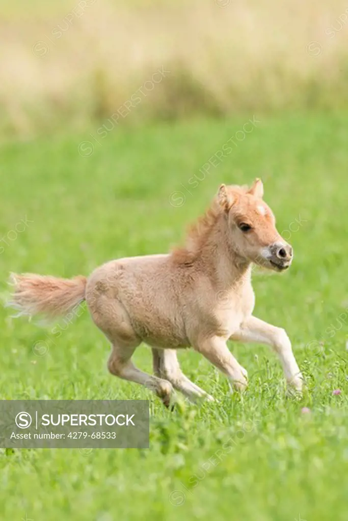 Miniature Shetland Pony. Foal galloping on a meadow