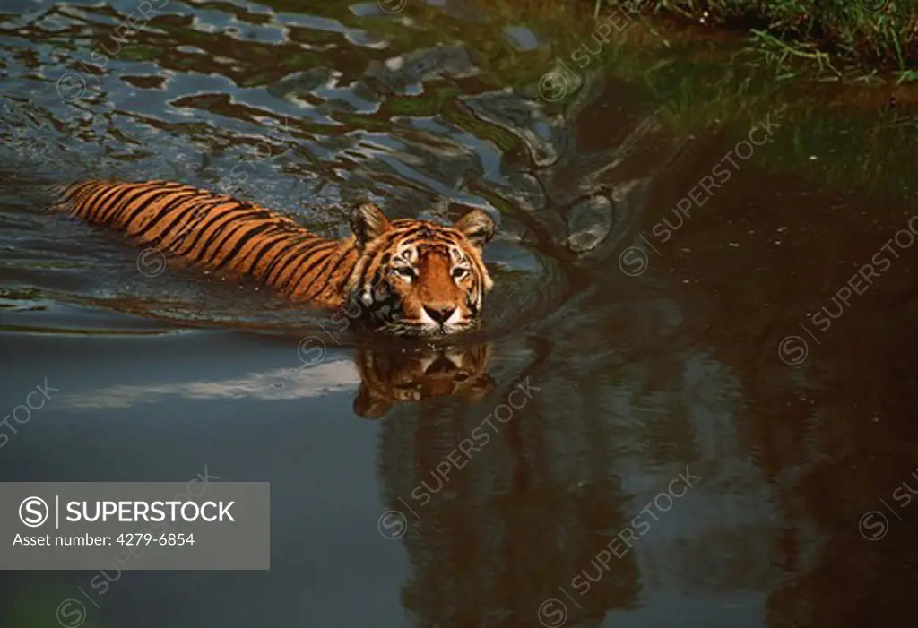 bengal tiger swimming in water, Panthera tigris tigris