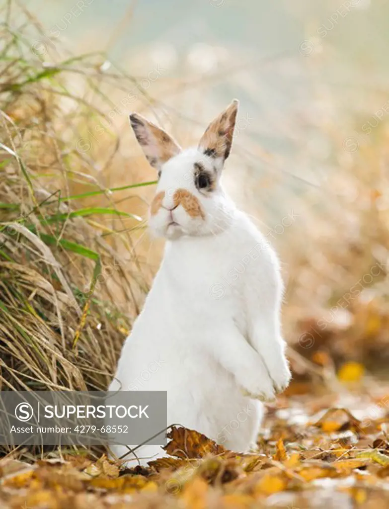 Netherland Dwarf rabbit sitting on its haunches in dry autumn leaves