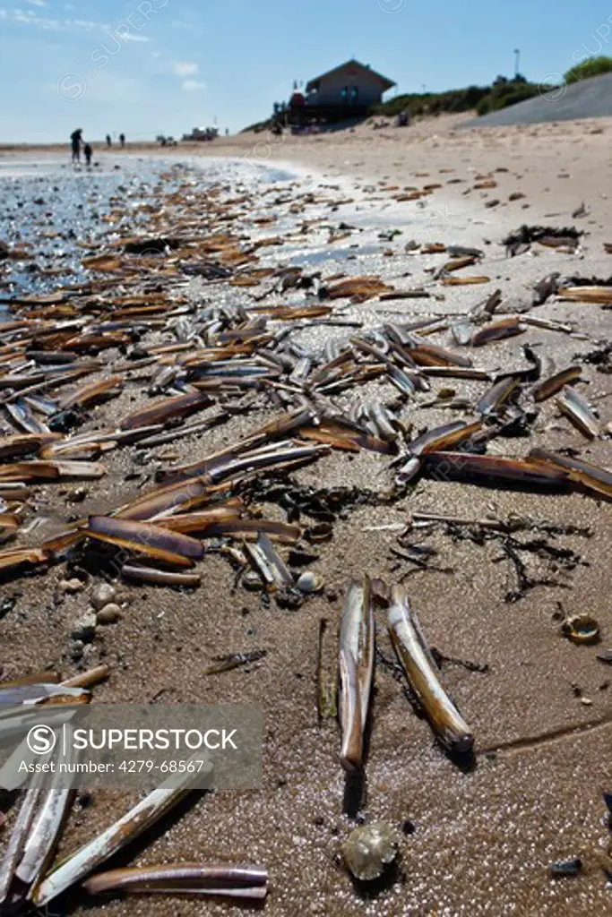 Atlantic Jackknife Clam (Ensis directus). Shells on a beach of the North Sea. Sylt, Schleswig-Holstein, Germany
