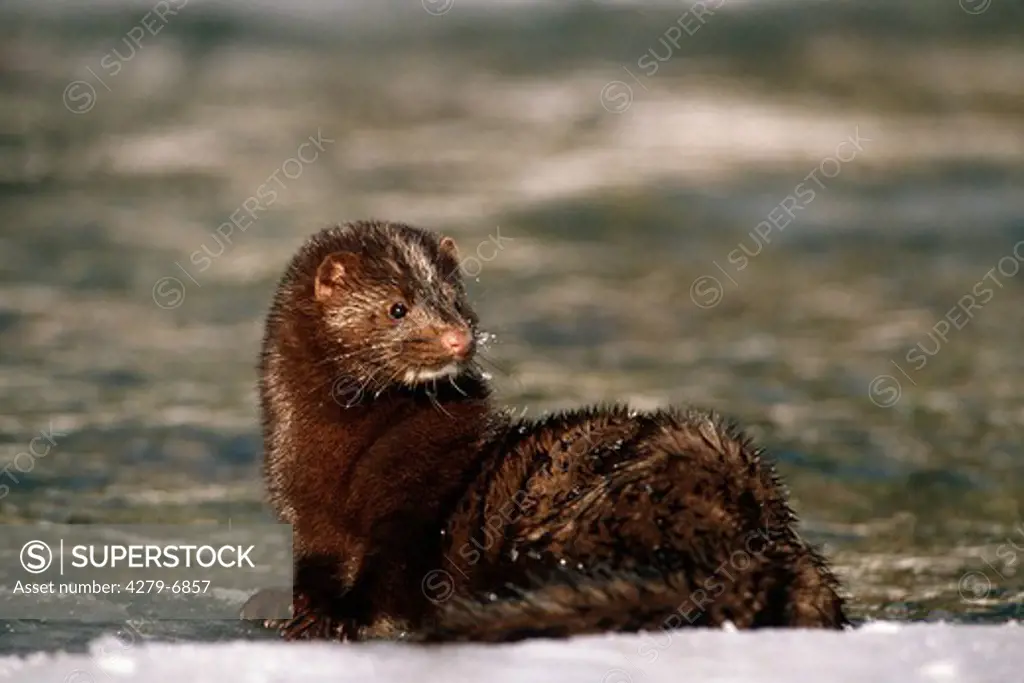 American mink - sitting in snow, Mustela vison