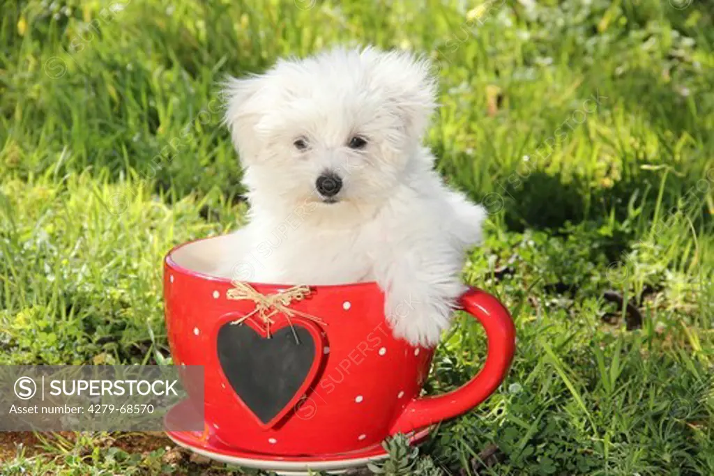 Maltese. Puppy in a big red cup with a decorative heart