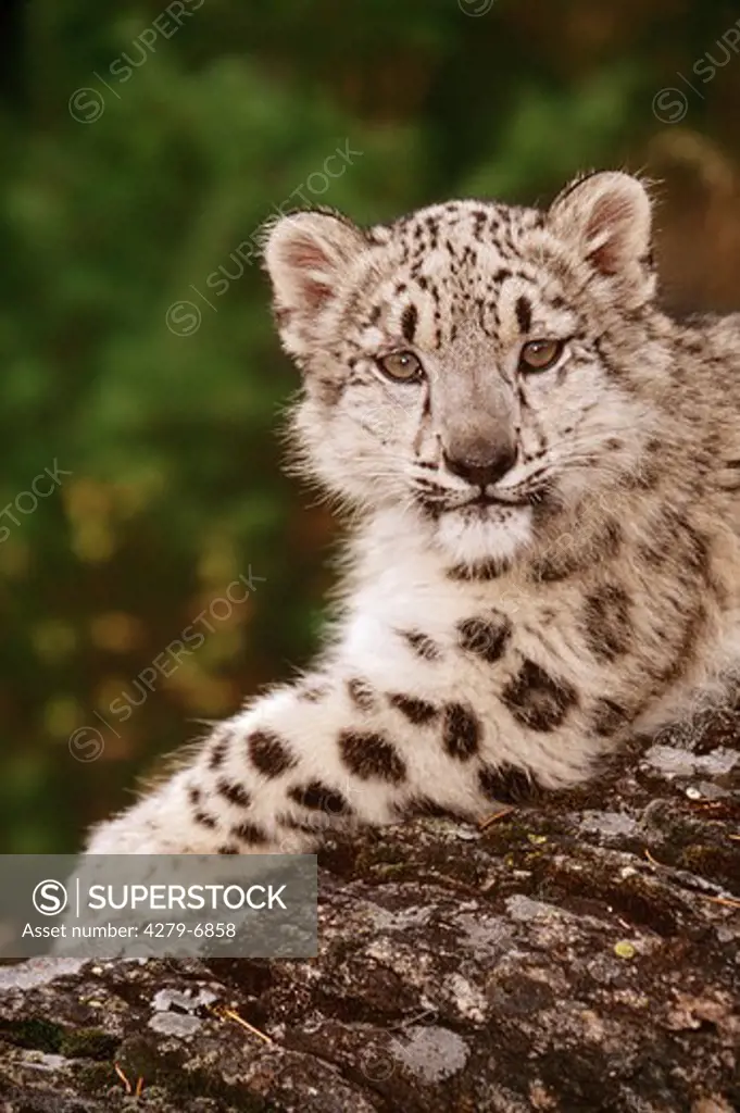 snow leopard ( 5 month ) - lying, Panthera unica