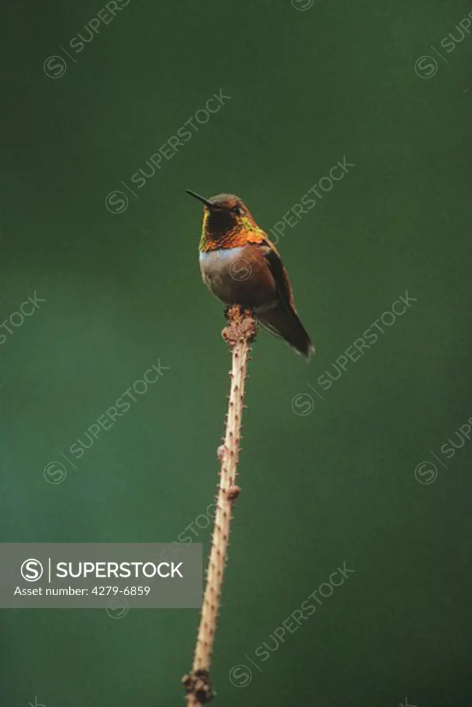 Selasphorus rufus, rufous hummingbird
