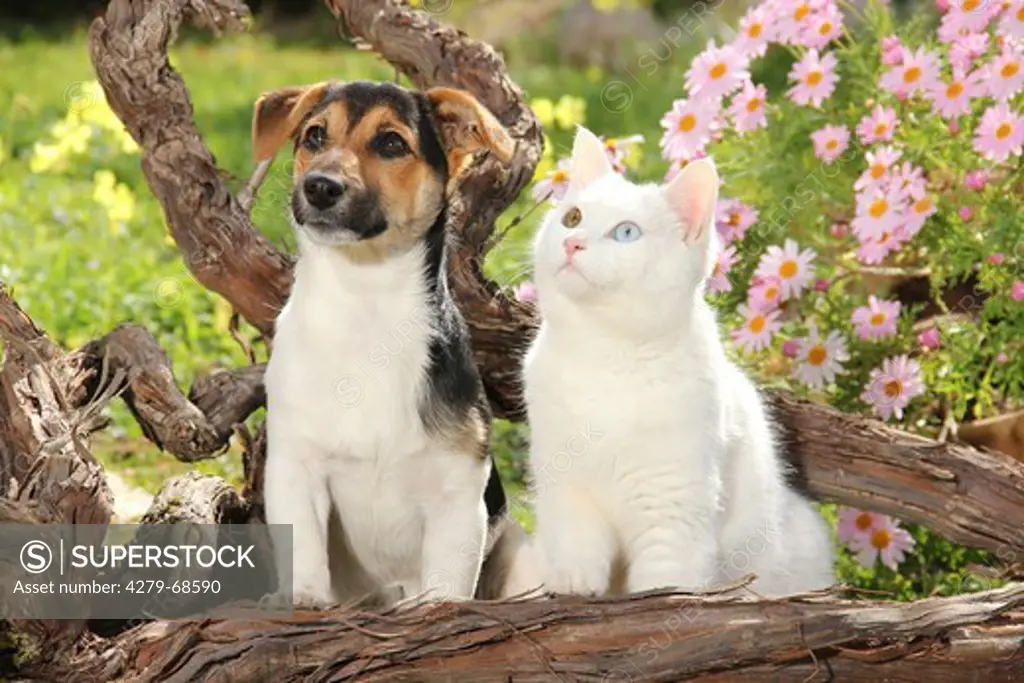 Jack Russell Terrier and white domestic cat with eyes of different color in a flowering garden next to a gnarled branch