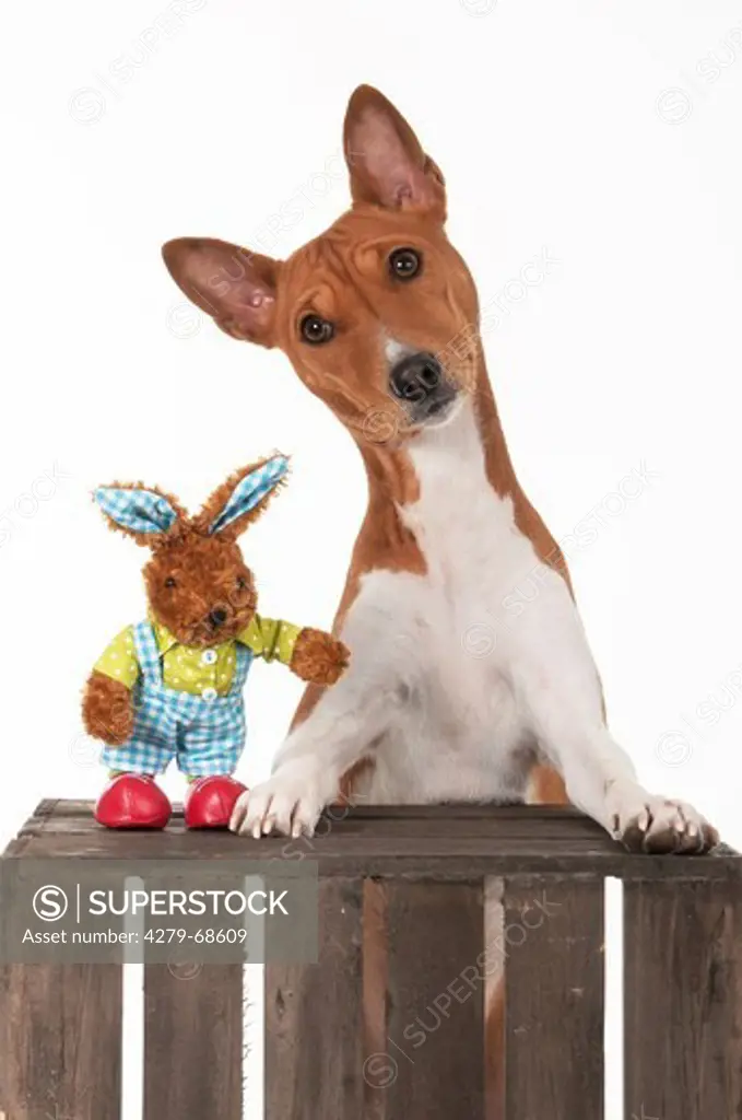 Basenji. Bitch (3 years old) with Easter bunny looking over a wooden box