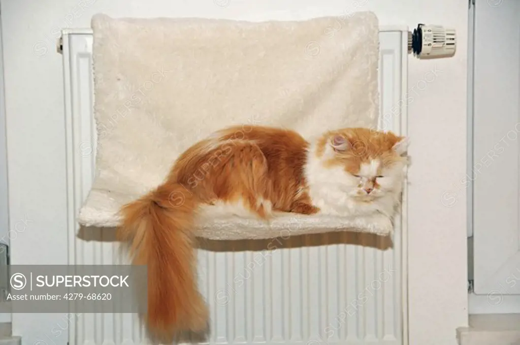 Domestic Cat. Persian Longhair and Maine Coon Mix sleeping in front of a radiator