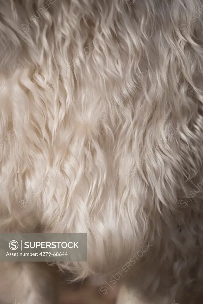 Australian Cashmere Goat. Close-up of coat