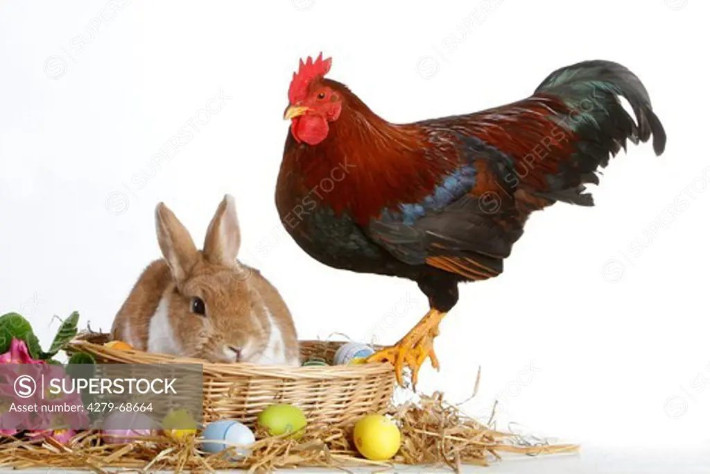 Domestic Chicken (Gallus gallus domesticus), breed: Bantam Welsummer. Cock with pygmy rabbit in an Ester nest with colourful eggs. Studio picture against a white background