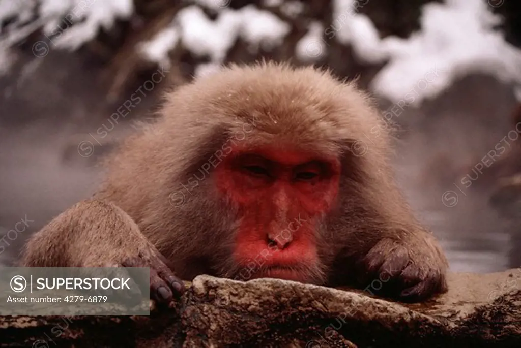 Japanese macaques, Macaca fuscata