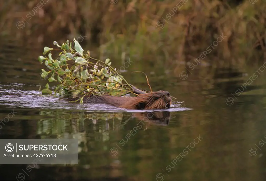 North American beaver, Canadian beaver in water - building dam beaver, Castor canadensis