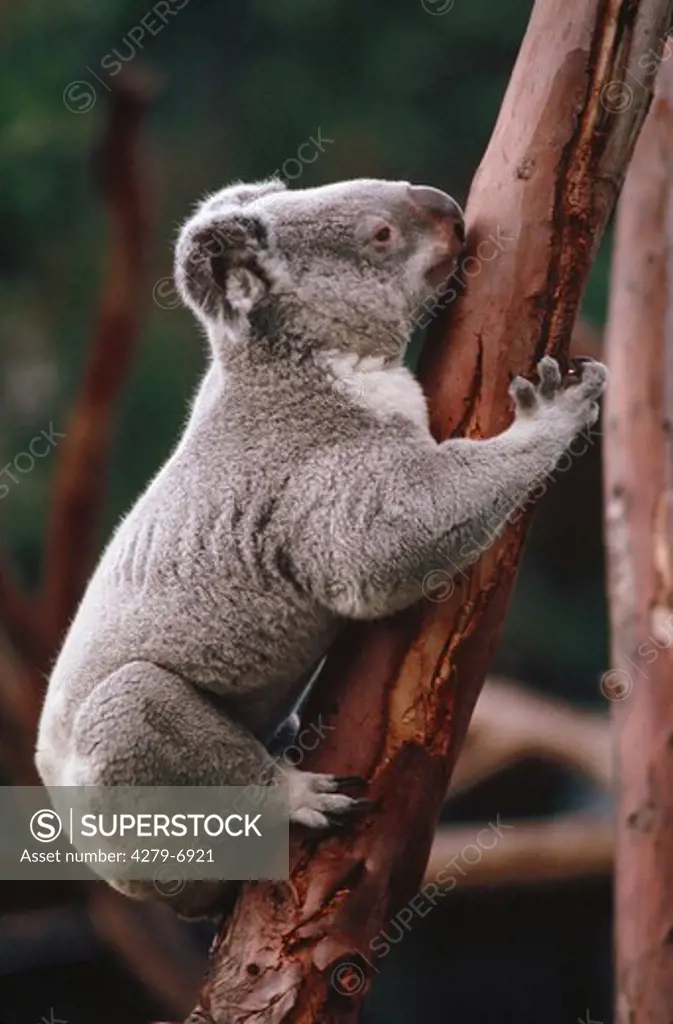 Phascolarctos cinereus adustus, koala