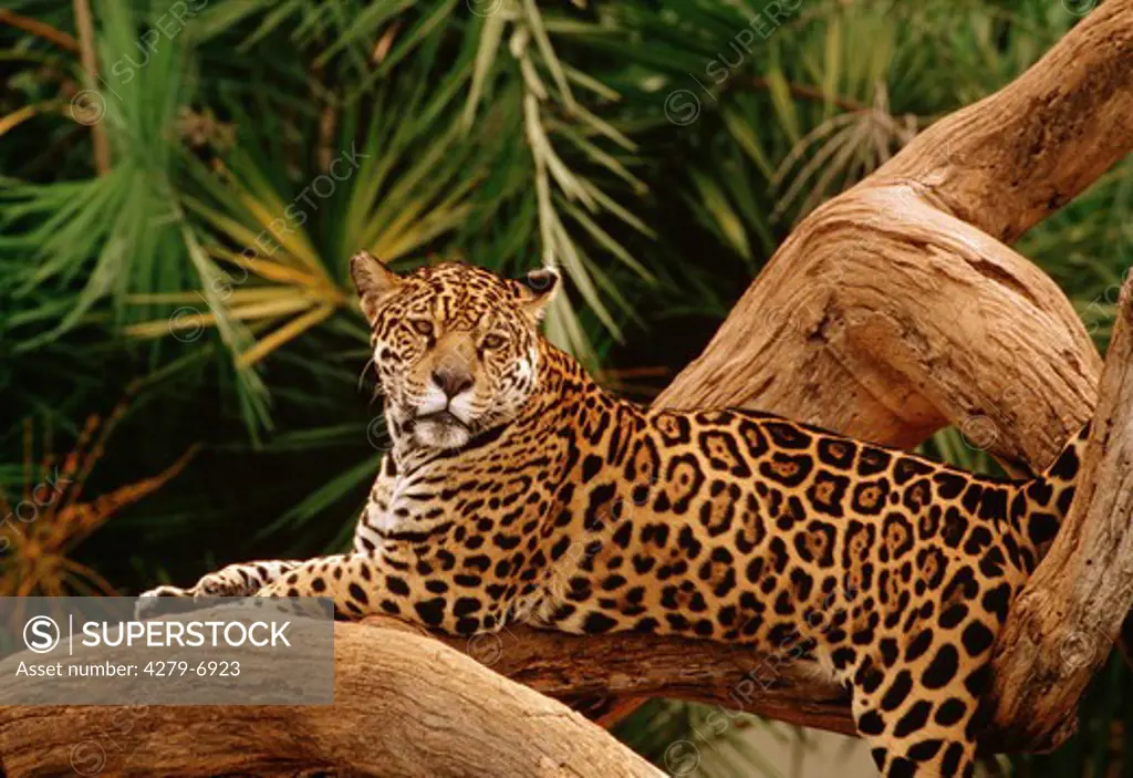 jaguar - on tree, Panthera onca