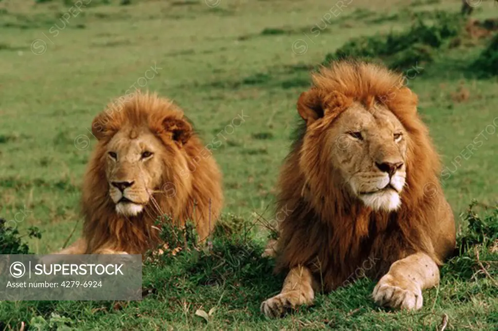 two lions - lying, Panthera leo