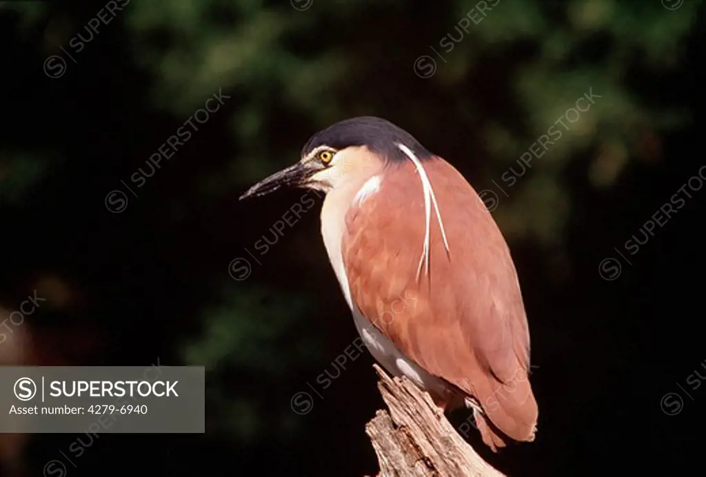 Nycticorax caledonicus, Nankeen night heron