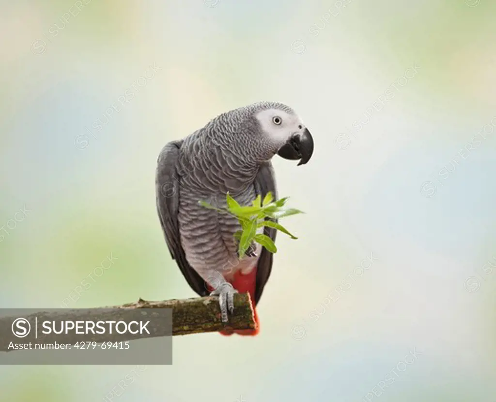 African Grey Parrot (Psittacus erithacus). Adult perched on a broken-off branch