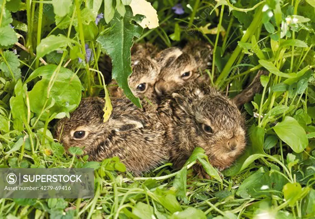 European Brown Hare (Lepus europaeus). Two leverets hiding in grass