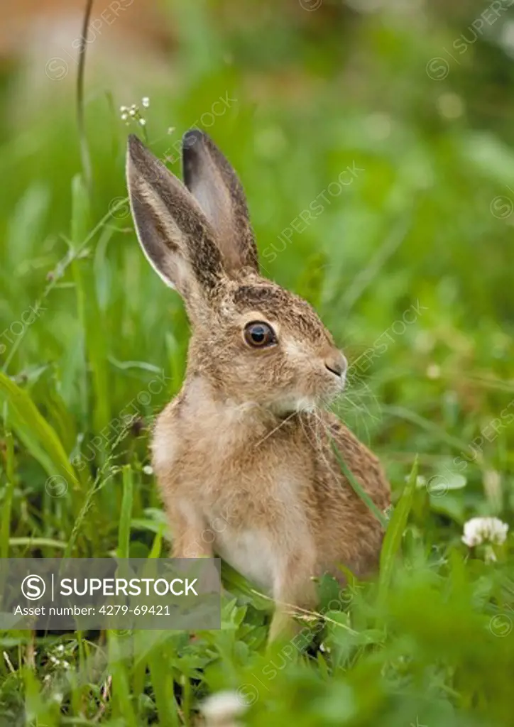 European Brown Hare (Lepus europaeus). Juvenile in grass