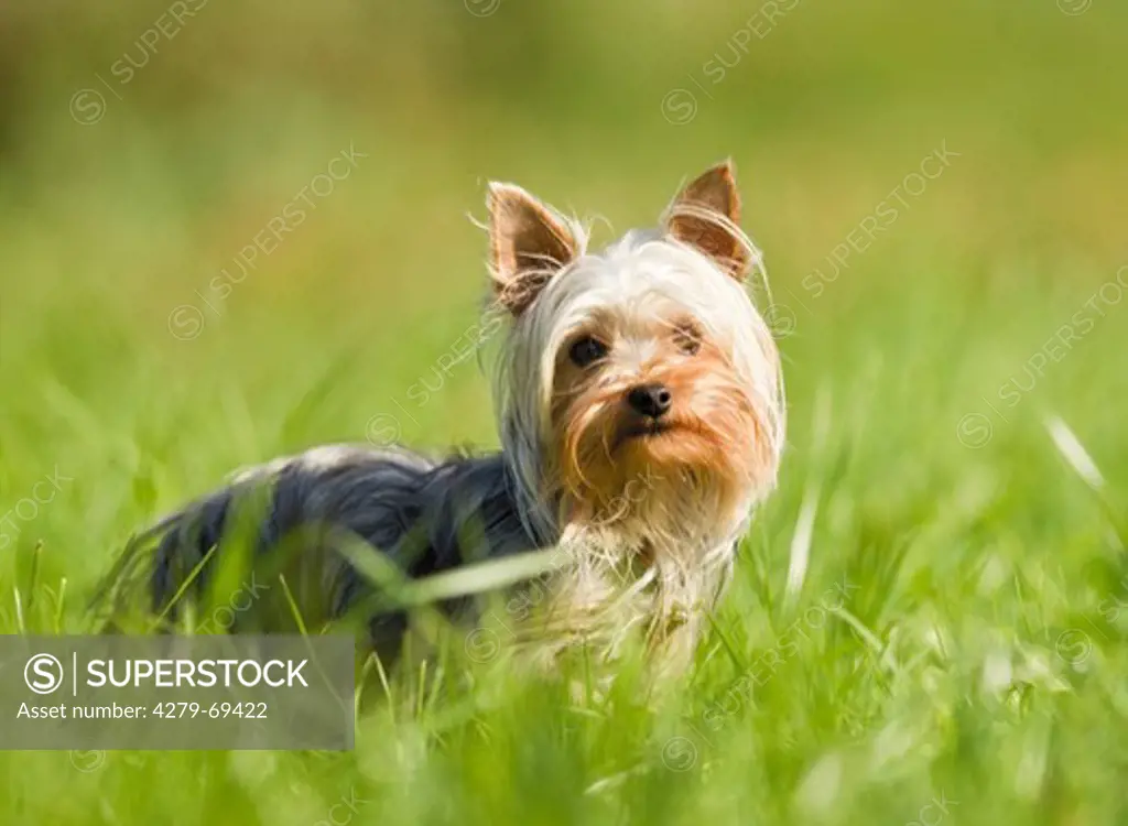 Yorkshire Terrier on a meadow