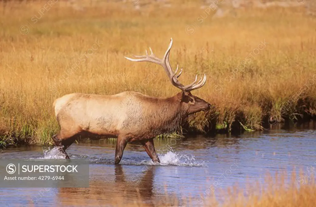 elk, wapiti, red deer - standing in water, Cervus elaphus canadensis