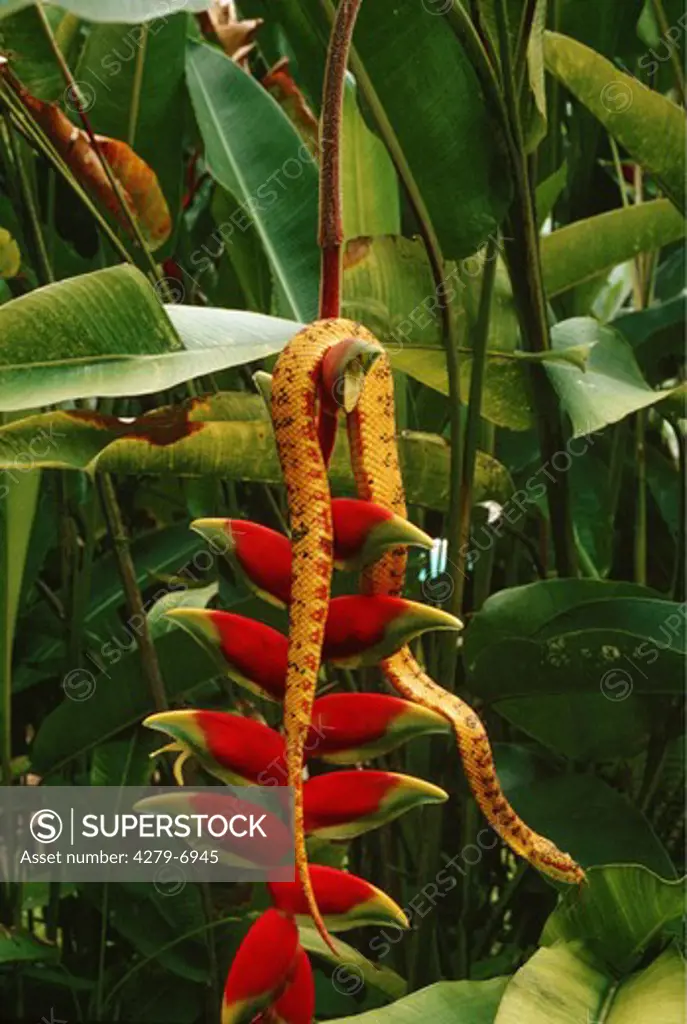eyelash palm pit viper, Schlegel's viper, horned palm viper, eyelash viper, Bothriechis schlegelii, Bothropss schlegelii