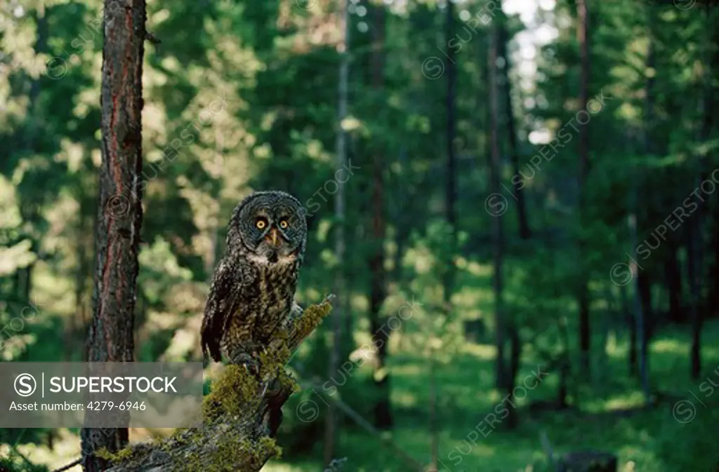 Strix nebulosa, great grey owl