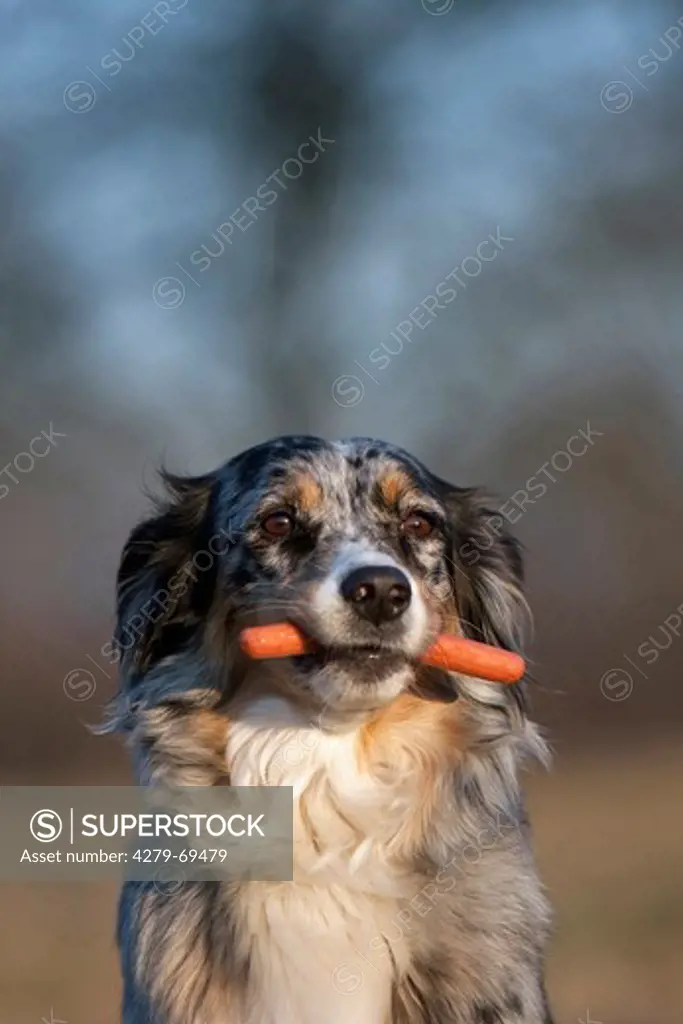 Australian Shepherd with Vienna Sausage in its mouth