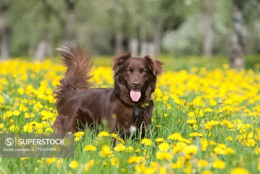 Australian Shepherd. Adult standing in a meadow with flowering Dandelion