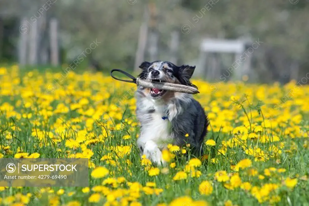 Australian Shepherd. Juvenile with a dummy in its mouth running in a meadow with flowering Dandelion