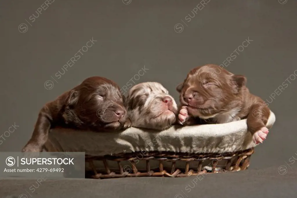 Australian Shepherd. Three puppies (one week old) lying in a basket. Studio picture against a dark background