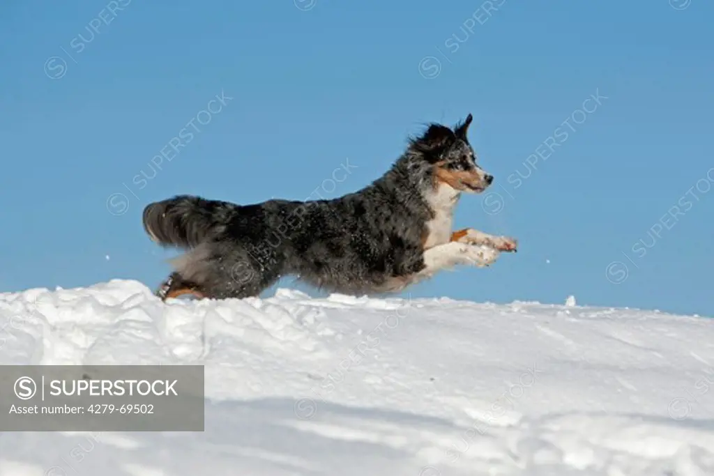 Australian Shepherd. Adult running in snow