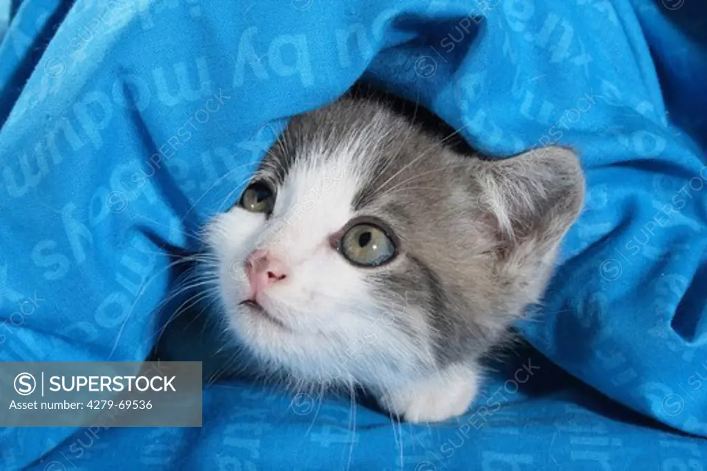 Domestic cat. Kitten looking out from a blue blanket