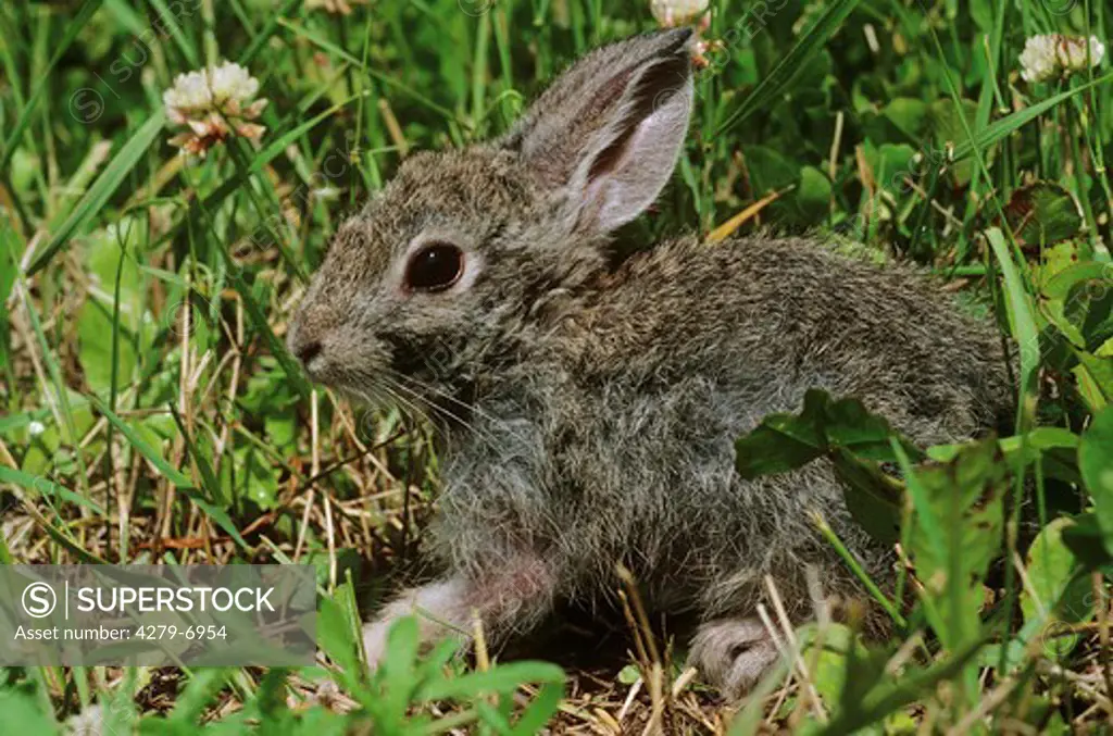 young cottontail rabbit, Sylvilagus floridanus