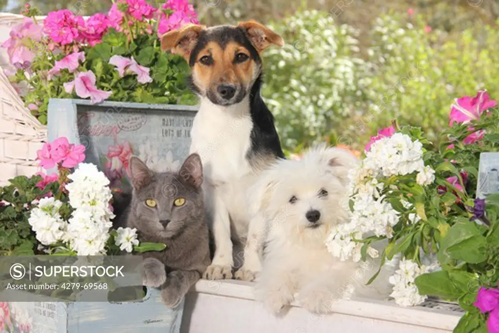 Jack Russell Terrier, a Maltese puppy and a domestic cat in a garden sitting on a wall