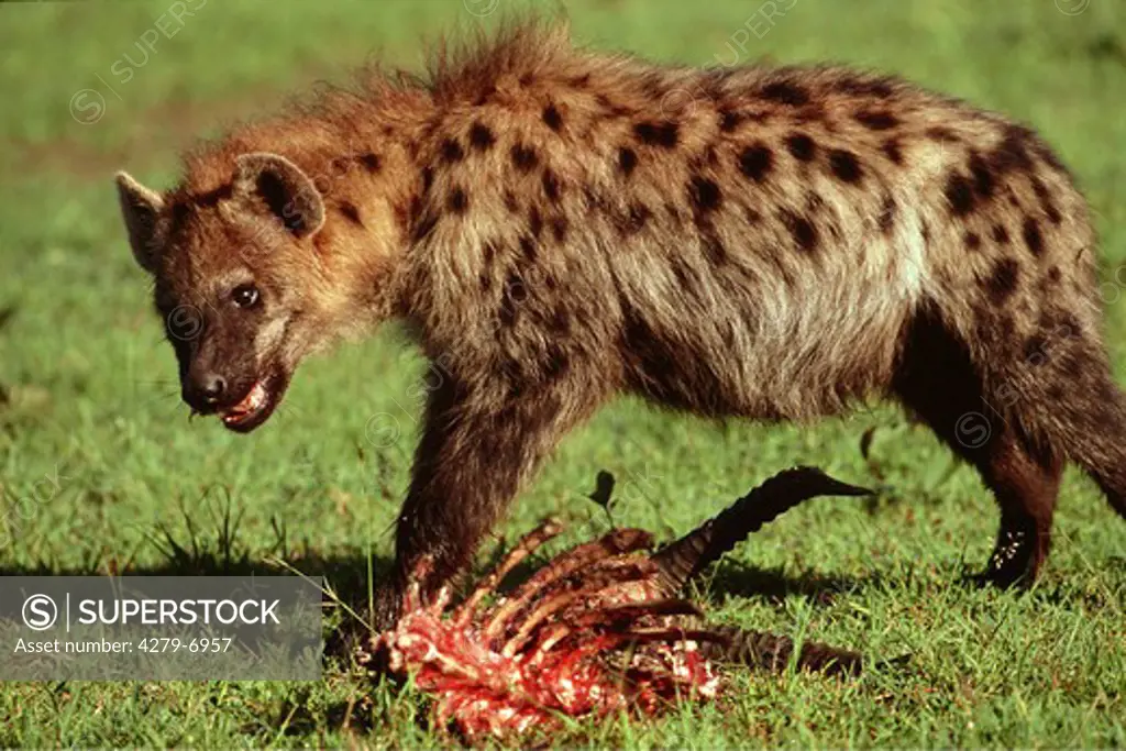 Crocuta crocuta, spotted hyena with prey