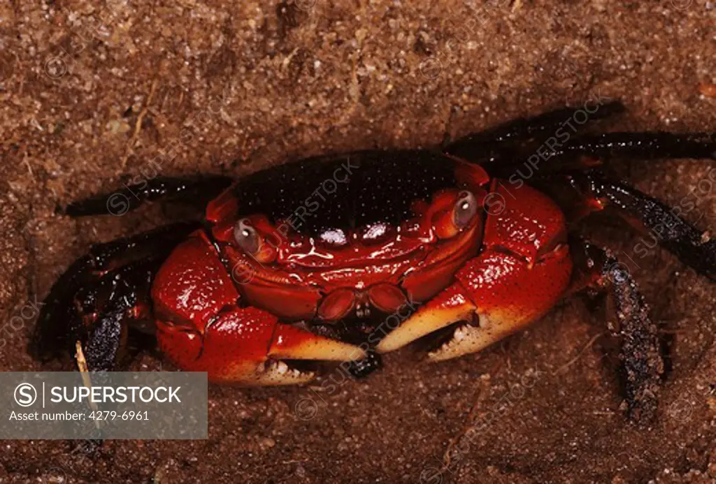 Land Crab, Gecarcinidae