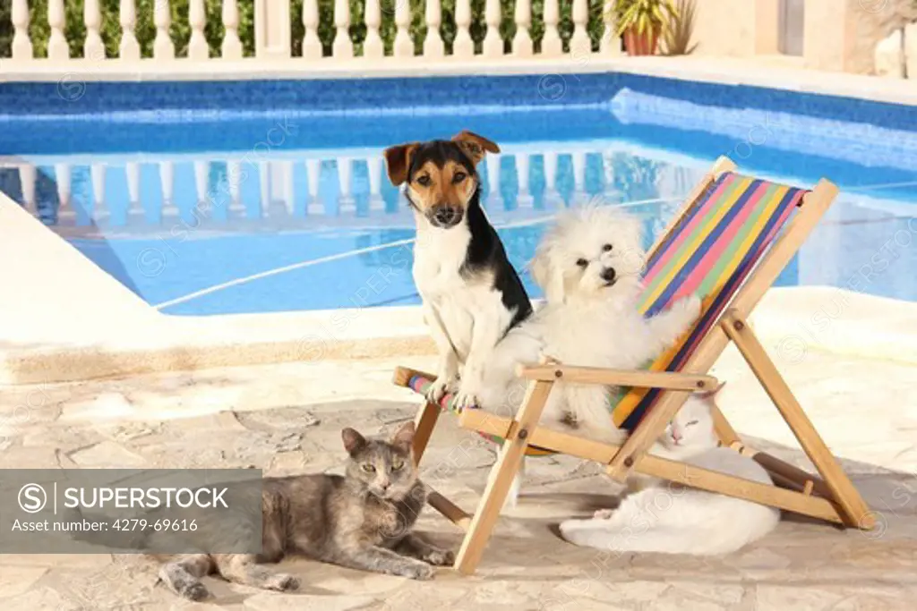 Young Maltese, Jack Russell Terrier and two domestic cats in a dolls deckchair next to a swimming pool