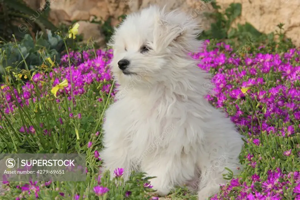 Juvenile Maltese running through flowering garden plants