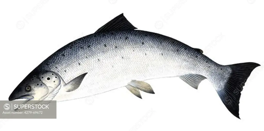 Leaping Atlantic Salmon (Salmo salar), drawing.