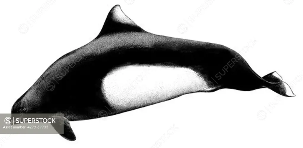 DEU, 2008: Dalls Porpoise, Dalls White-flanked Porpoise (Phocoenoides dalli), drawing.