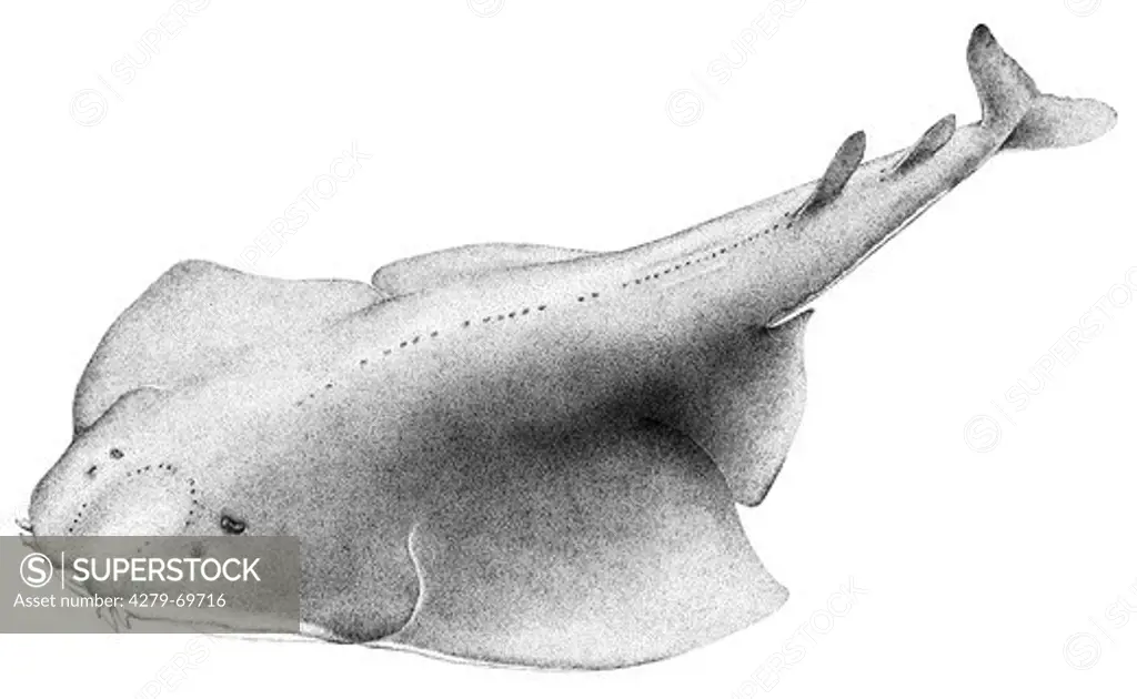 DEU, 2008: Angelshark, Angel Shark, Monkfish (Squatina squatina, Rhina squatina, Squatina angelus), drawing.