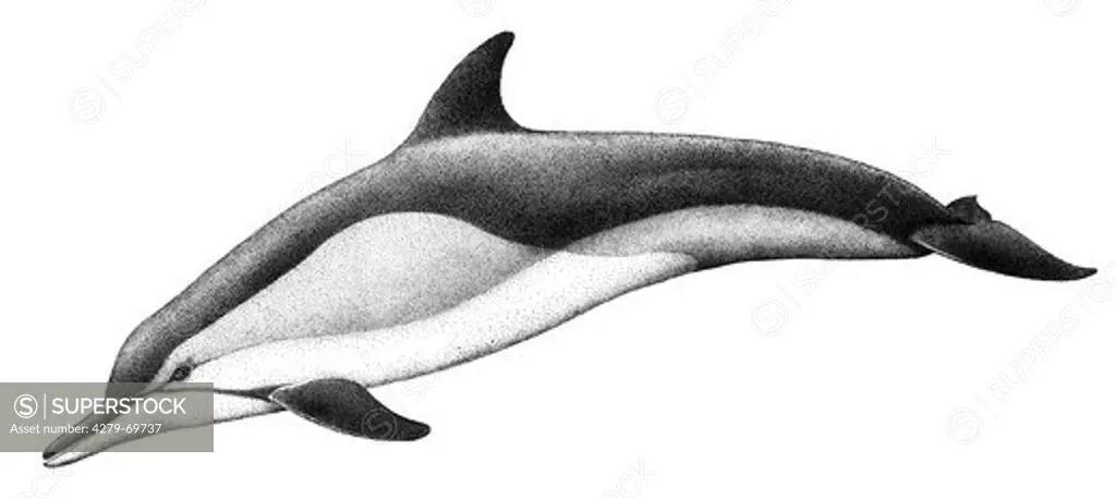 DEU, 2008: Short-beaked Common Dolphin (Delphinus delphis), drawing.
