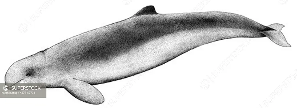 DEU, 2008: Irrawaddy Dolphin (Orcaella brevirostris), drawing.