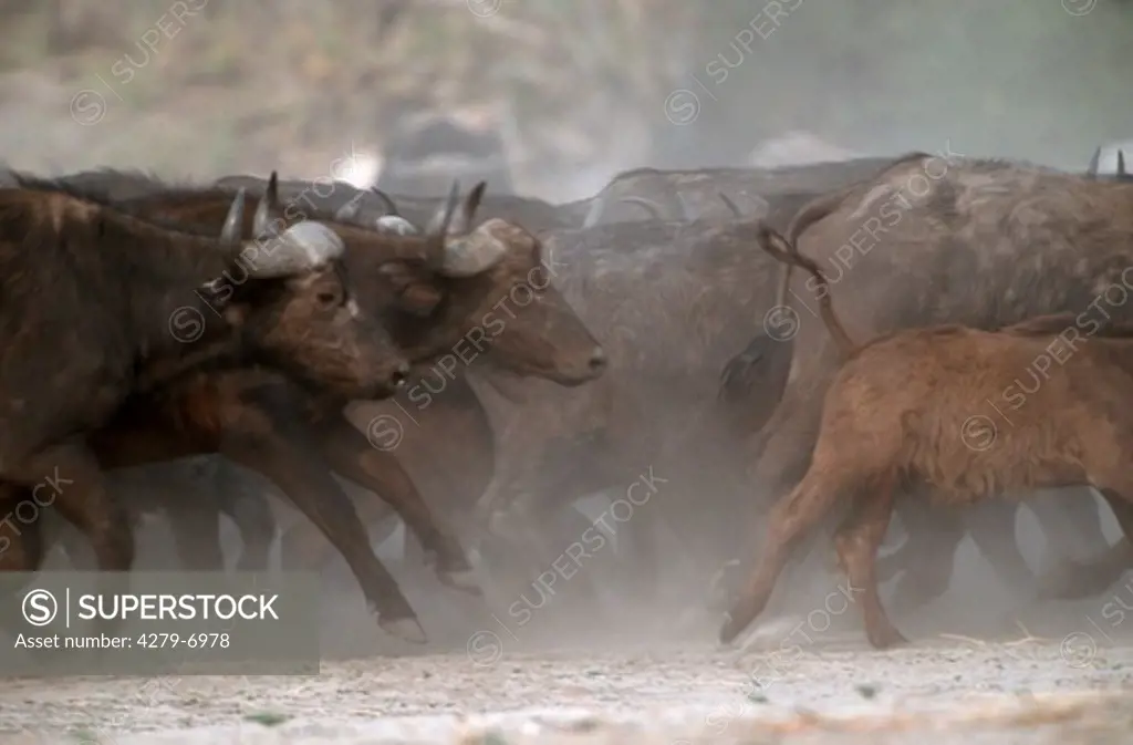 African buffalo - herd, Syncerus caffer