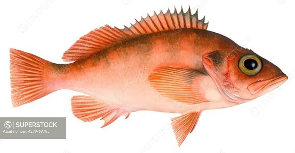 DEU, 2006: Lesser Redfish, Norway Haddock (Sebastes viviparus), drawing.