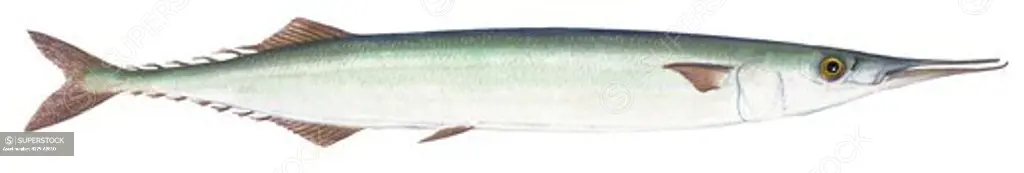 DEU, 2006: Atlantic Saury Pike, Skipper (Scomberesox saurus), drawing.