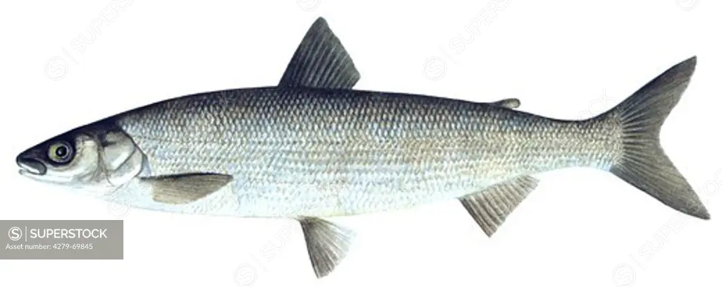 DEU, 2001: Powan, Freshwater Houting, Common Whitefish (Coregonus lavaretus), drawing.