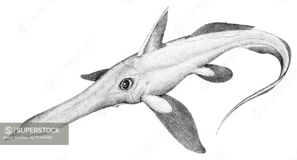 DEU, 2008: Spearnose Chimaera (Rhinochimaera atlantica). Illustration.